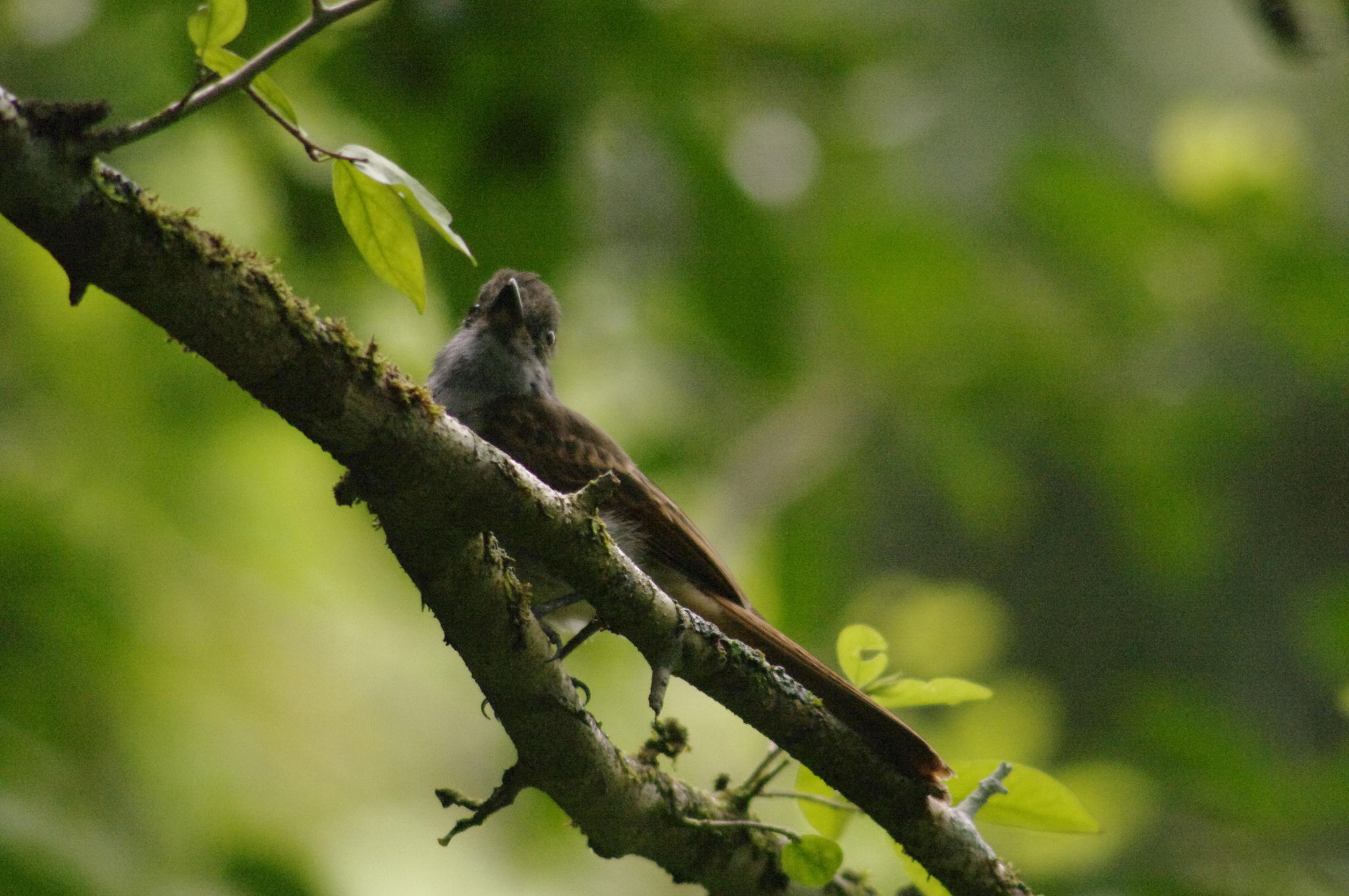 Rufous-tailed Flycatcher (Myiarchus validus), photo 9