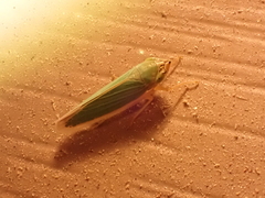 Cicadellini