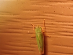 Cicadellini
