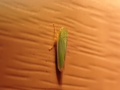 Cicadellini