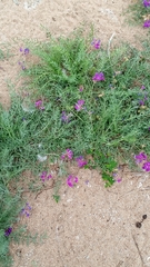 Oxytropis hailarensis