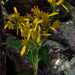 Yellow Crownbeard - Photo (c) Fritz Flohr Reynolds, some rights reserved (CC BY-SA)
