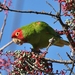 Red-masked Parakeet - Photo (c) Tom Benson, some rights reserved (CC BY-NC-ND)