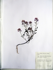 Dontostemon dentatus