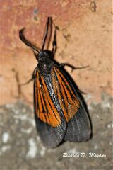 Notascea obliquaria