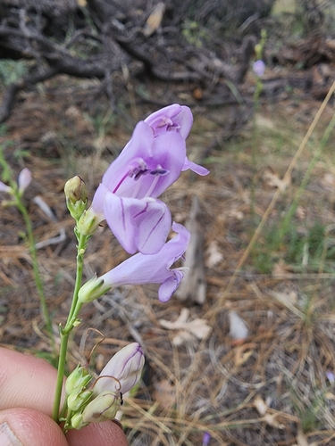 Black River Beardtongue (Penstemon putus)