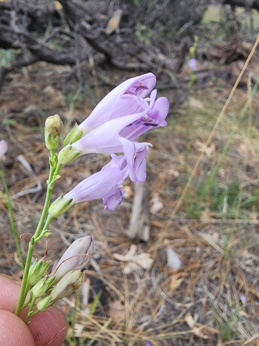 Image of Penstemon putus by (c) Trevor Harding, some rights reserved (CC BY)