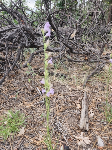 Image of Penstemon putus by (c) Trevor Harding, some rights reserved (CC BY)