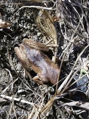 Trachycephalus quadrangulum