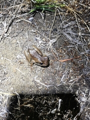 Trachycephalus quadrangulum