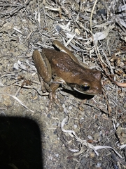 Trachycephalus quadrangulum