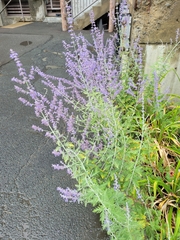 Salvia yangii