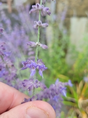 Salvia yangii