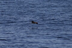 Sula leucogaster brewsteri