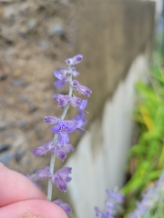 Salvia yangii