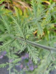 Salvia yangii