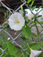 Convolvulus