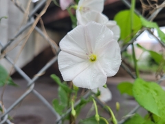 Convolvulus