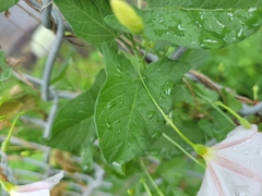 Convolvulus