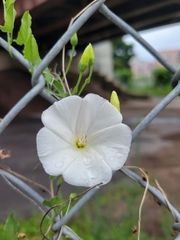Convolvulus