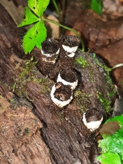 Trichoderma latizonatum
