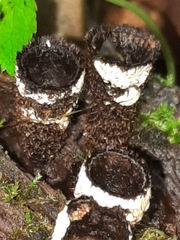 Trichoderma latizonatum
