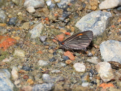 Sangalopsis microleuca