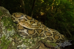 Pseudelaphe flavirufa