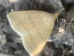 Zanclognatha marcidilinea