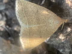 Zanclognatha marcidilinea