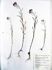 Dontostemon dentatus