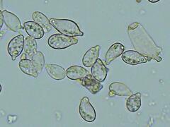 Botryobasidium conspersum