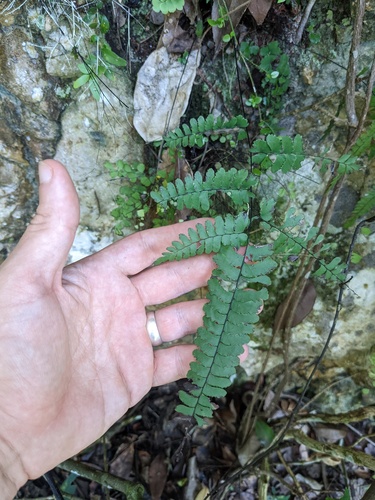 Fragrant maidenhair (Adiantum melanoleucum)