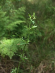 Gratiola pilosa