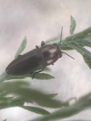 Sphenoptera jugoslavica