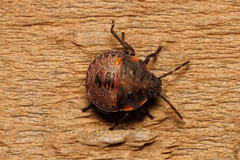 Dendrocoris humeralis