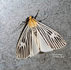 Macrobrochis albovenosa