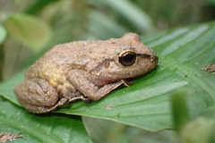 Pristimantis mindo