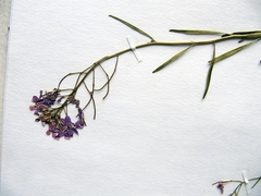 Dontostemon dentatus