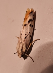 Cremnophila sedakovella