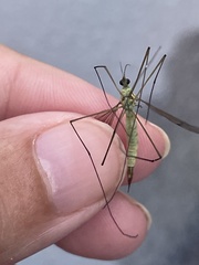 Nephrotoma virescens