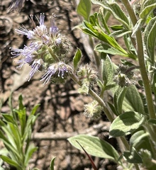 Phacelia hydrophylloides