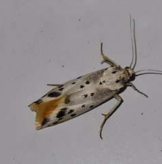 Cremnophila sedakovella