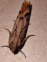 Cremnophila sedakovella