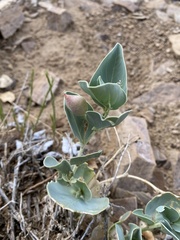 Astragalus asclepiadoides
