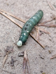 Notodonta dromedarius