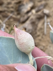 Astragalus asclepiadoides