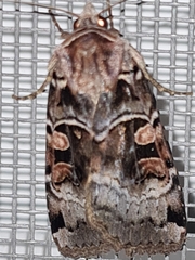 Pseudohermonassa melancholica