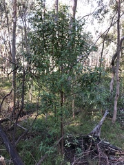 Prostanthera lasianthos