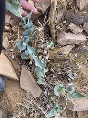 Astragalus asclepiadoides